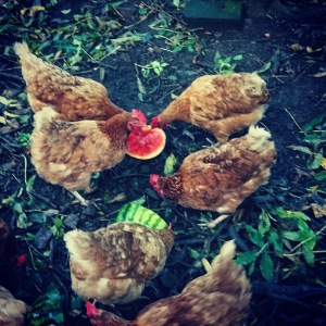 Hens, watermelon